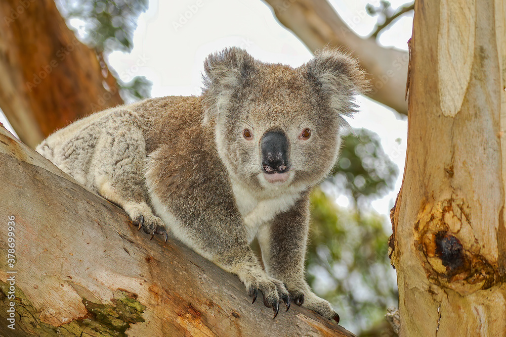 Obraz premium A cute, cuddly koala looking from a large branch of a native gum tree. This arboreal Australian marsupial has thick grey fur and feeds on eucalyptus leaves. It looks bear-like, but is not a bear.