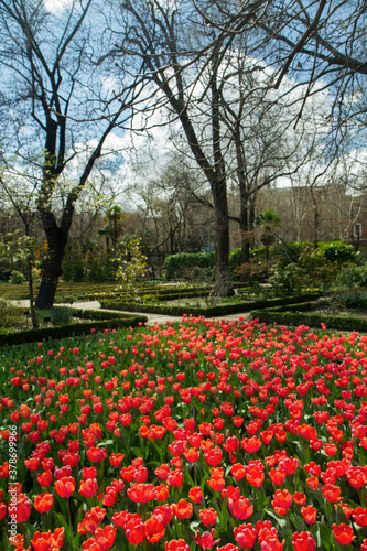 Garden and landscaping. Tulips flower bed. View of the red tulips flowers texture and pattern, glooming in the park. 