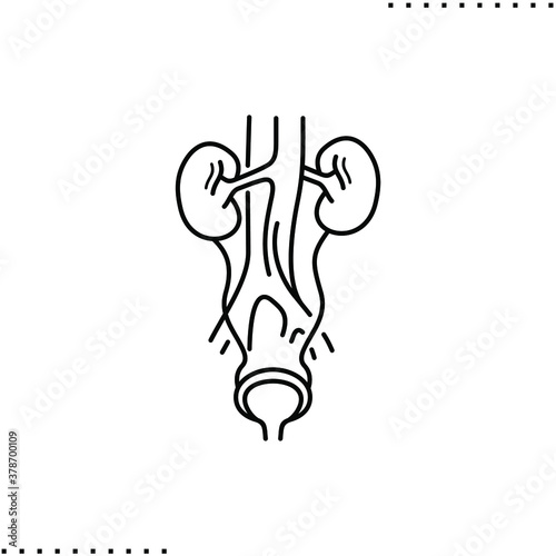 anatomy of urinary system:  kidneys, ureters, bladder, and the urethra vector icon in outline