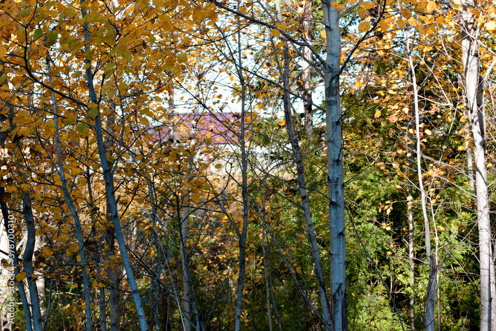 autumn in the forest