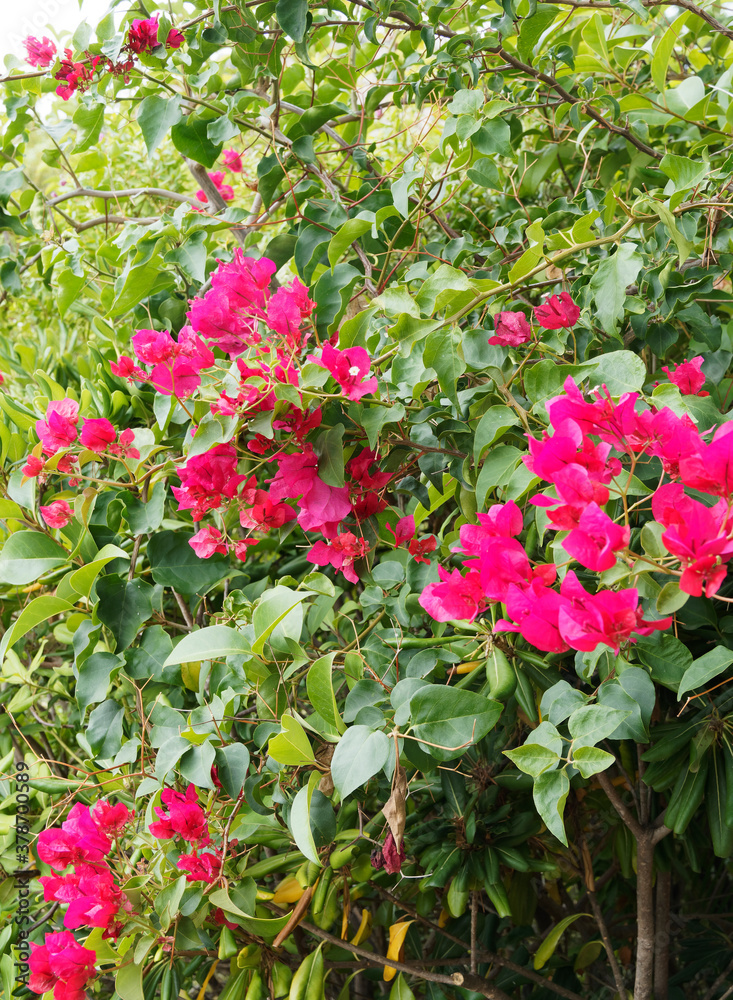 Bougainvillea oder Great bougainvillea with brightly colored red flowers bracts, heart-shaped leaves and thorny stems