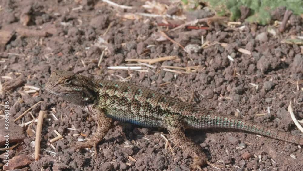 Side-blotched lizard sun bathing on a hot summer afternoon Side-blotched lizard sun bathing on a hot summer afternoon