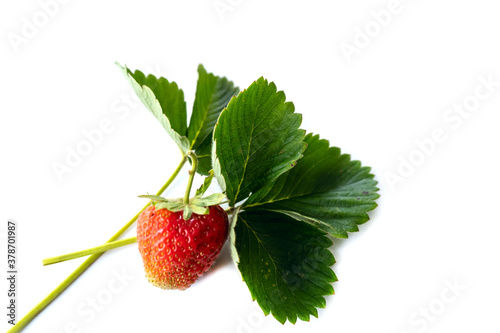 Wallpaper Mural Isolated on white background strawberry, close-up photo Torontodigital.ca