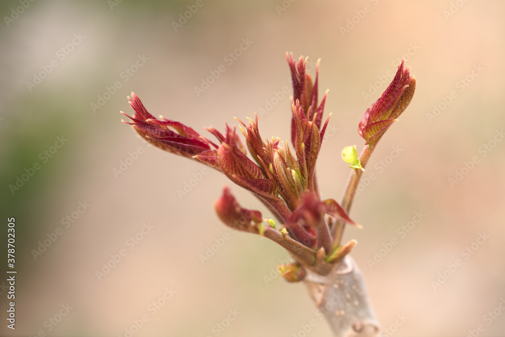 Toon shoots growing outdoors in spring