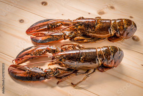 Raw Canadian lobster. Raw lobster on wooden background. 