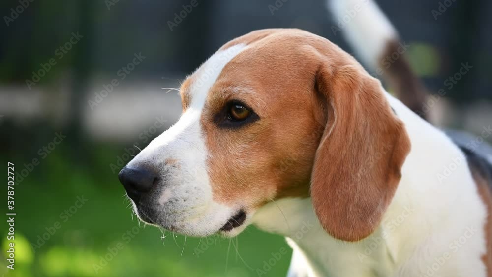 Beagle dog closup outside. Tricolour animal sniffing air around. Canine theme