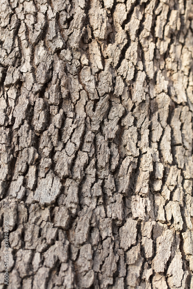 Old bark texture background Uneven Old bark texture background Uneven
