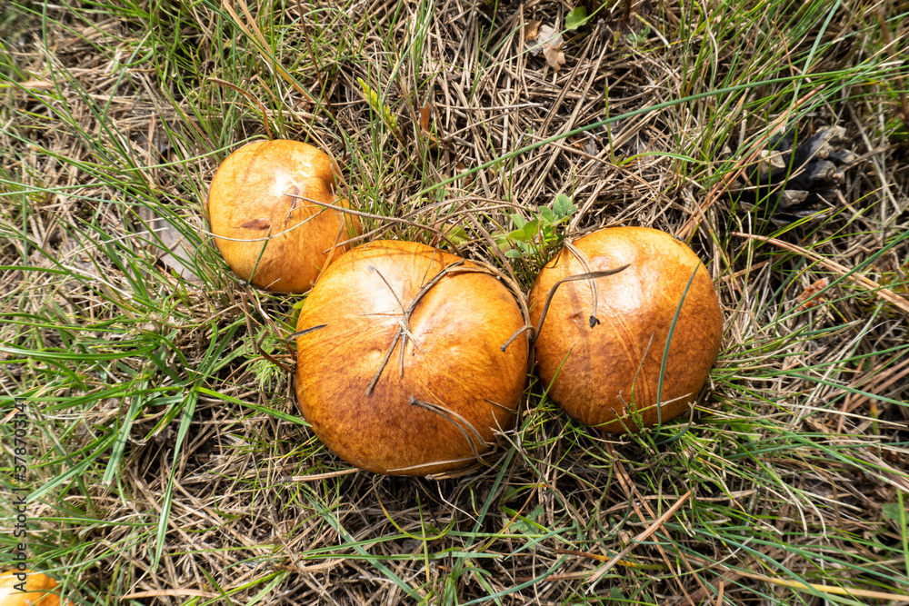 photo boletus mushrooms growing in the summer in the meadow photo boletus mushrooms growing in the summer in the meadow