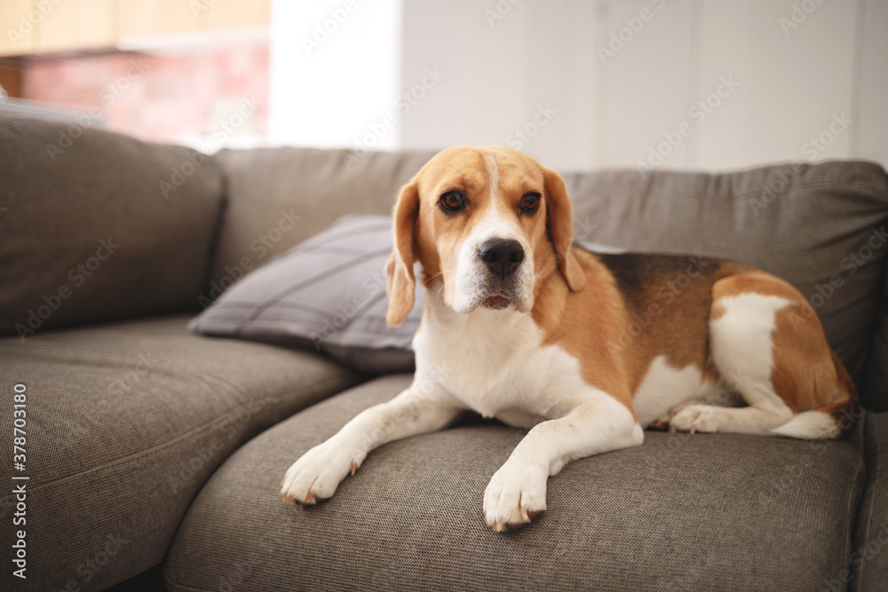Beagle dog lies on a gray sofa Beagle dog lies on a gray sofa