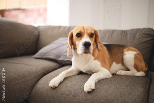 Beagle dog lies on a gray sofa