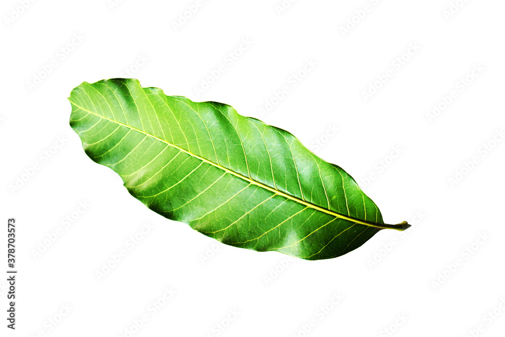 Obraz premium green leaf isolated on white