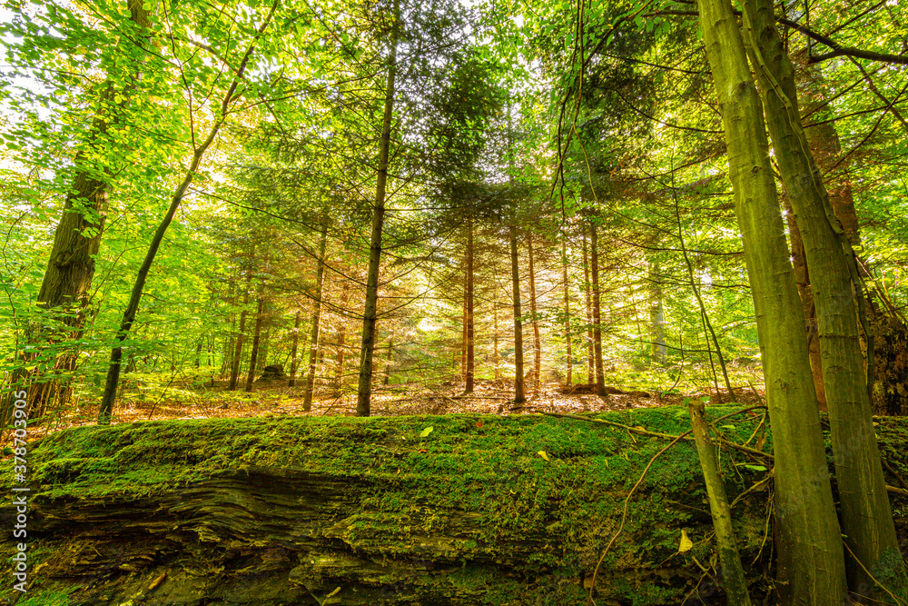 Fototapeta premium Summer dry and humid soil and trees in the forest.