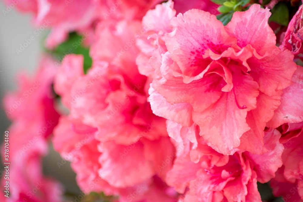 花びらが特に美しい西洋ツツジ～アザレアの花