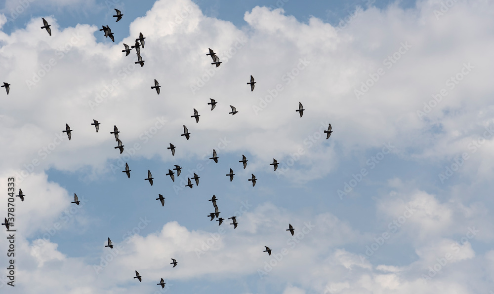 A flock of wild blue doves flying against the blue cloudy summer sky A flock of wild blue doves flying against the blue cloudy summer sky