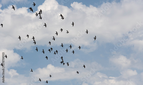A flock of wild blue doves flying against the blue cloudy summer sky