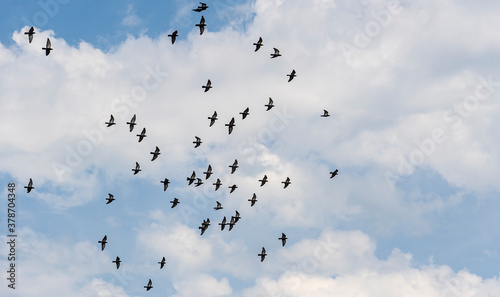A flock of wild blue doves flying against the blue cloudy summer sky