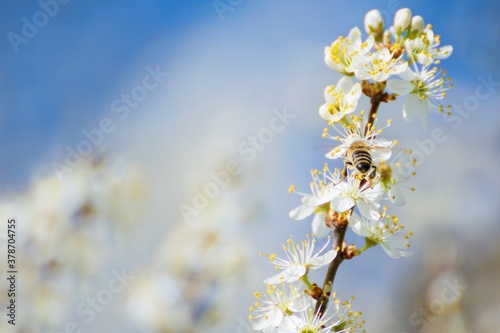 Prunus spinosa, called blackthorn or sloe tree blooming in the springtime, bee pollinating