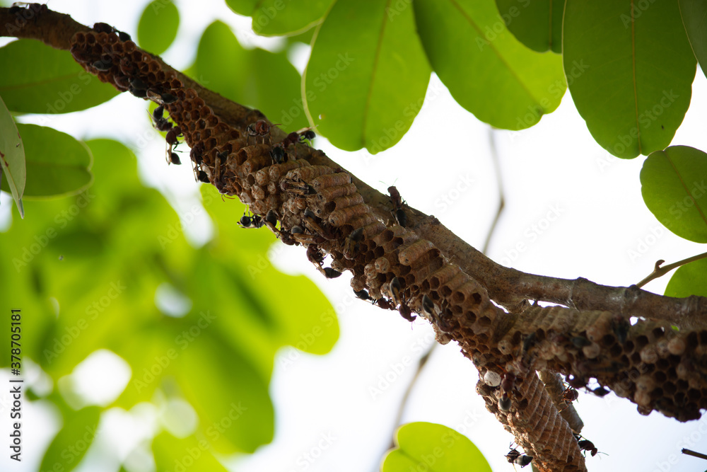 Fototapeta premium Hornets make their nests on the branches
