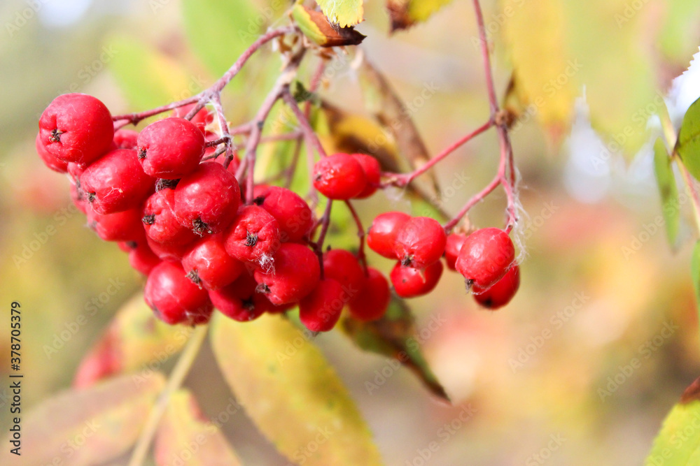 Close up on red berries in the fall