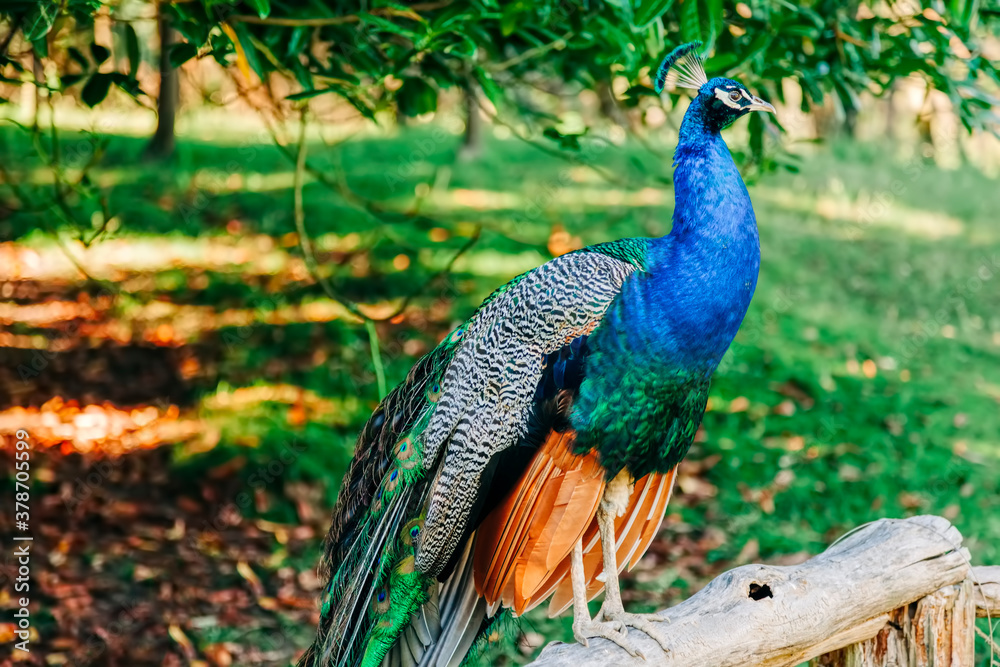 Peacock on fence Peacock on fence