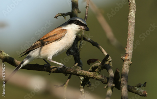 A magnificent rare hunting Red-backed Shrike, Lanius collurio, perched in a tree. 