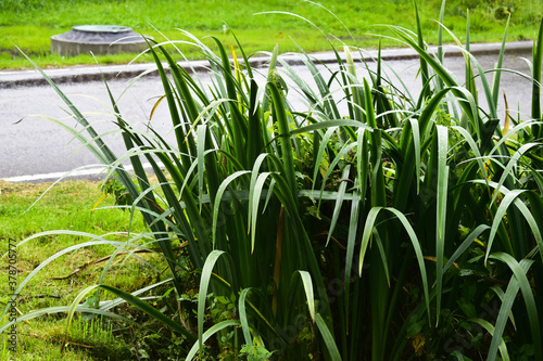 calamus marsh in a roadside ditch photo