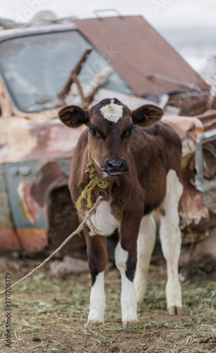 tender brown cow with white. animal concept