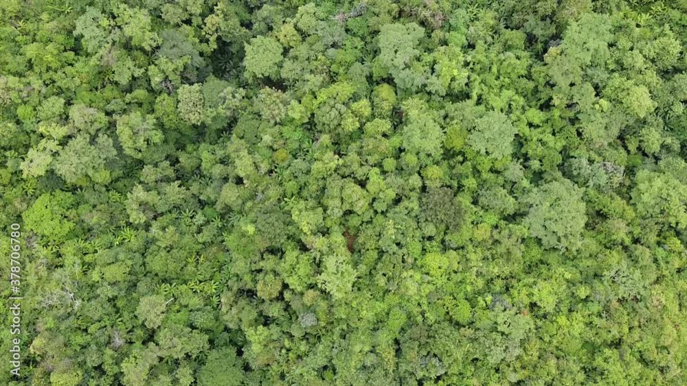 Aerial view of rainforest trees by drone Aerial view of rainforest trees by drone