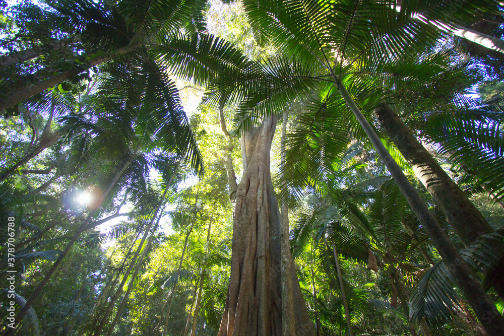 Fototapeta premium Rainforest trees