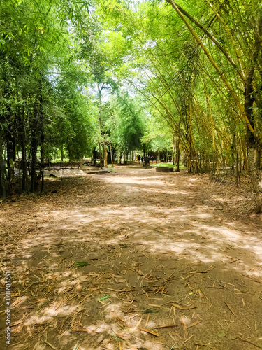 Bamboo forest in Kaveri Nisargadhama Coorg, Karnataka. photo