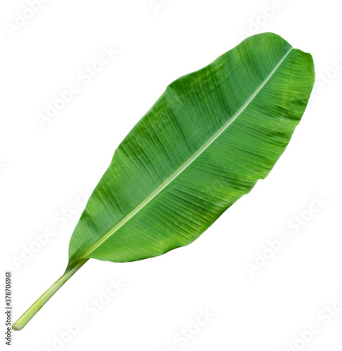 banana leaf isolated on white background with clipping path.