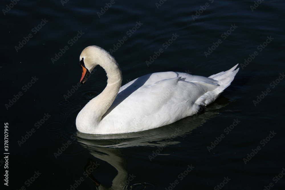 Fototapeta premium A Mute Swan on the Water