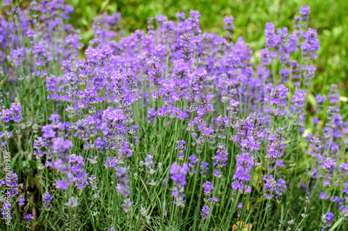 Many small blue lavender flowers in a sunny summer day in Scotland  United Kingdom  with selective focus  beautiful outdoor floral background.