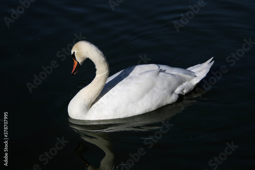 A Mute Swan on the Water