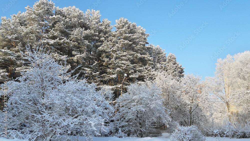 Winter spruce and pine trees in hoarfrost on a background of blue sky Winter spruce and pine trees in hoarfrost on a background of blue sky