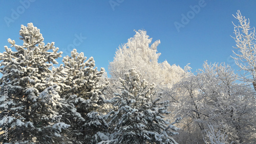 Branches of winter firs and pines in hoarfrost against a background of blue sky
