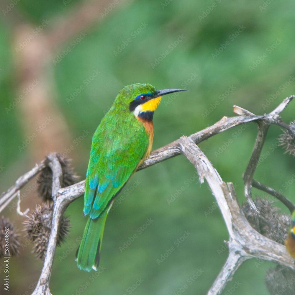 Cinnamon-chested Bee-eater (Merops oreobates), perched on a branch, near Nairobi, Kenya. Cinnamon-chested Bee-eater (Merops oreobates), perched on a branch, near Nairobi, Kenya.