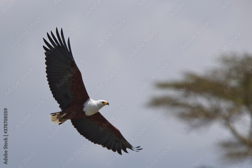 African Fish Eagle (Haliaeetus vocifer), adult in flight over Lake Naivasha, Kenya. African Fish Eagle (Haliaeetus vocifer), adult in flight over Lake Naivasha, Kenya.