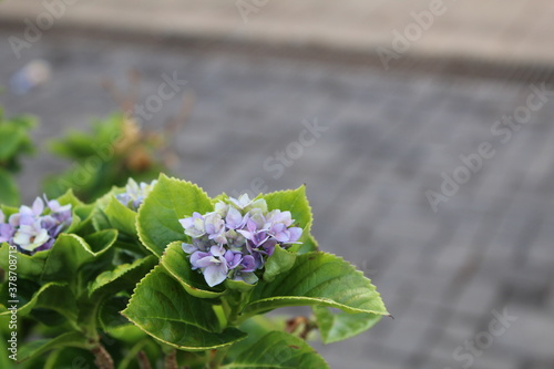 Light violet flowers in the lap of leaves of Lavasa City in evening