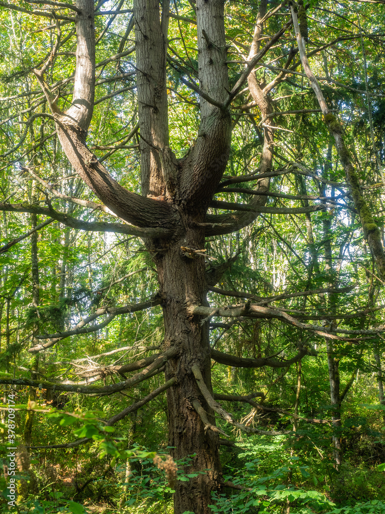 Fototapeta premium Sehome Hill Arboretum