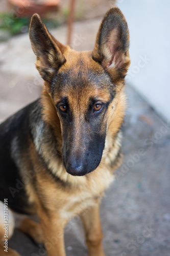 sad young german shepherd dog with beautiful eyes and big funny ears sits in the yard