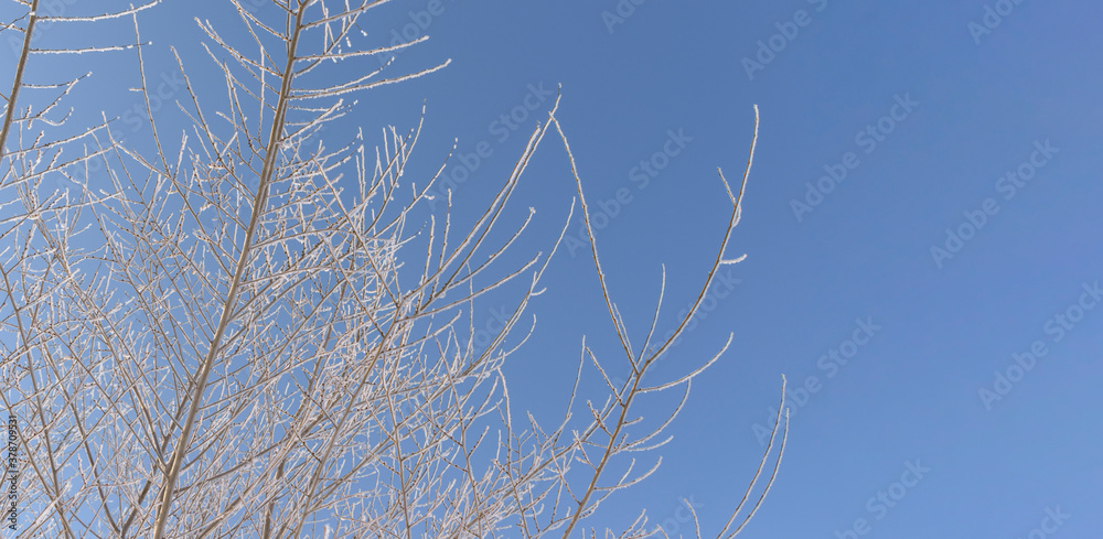 Fototapeta premium Branches of the tree are covered with frosty frost. Snow crystals. Background - blue sky. Concept of the winter season, holiday Christmas, New Year.
