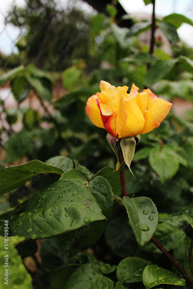 Yellow rose flower on a bush after rain. Postcard.
