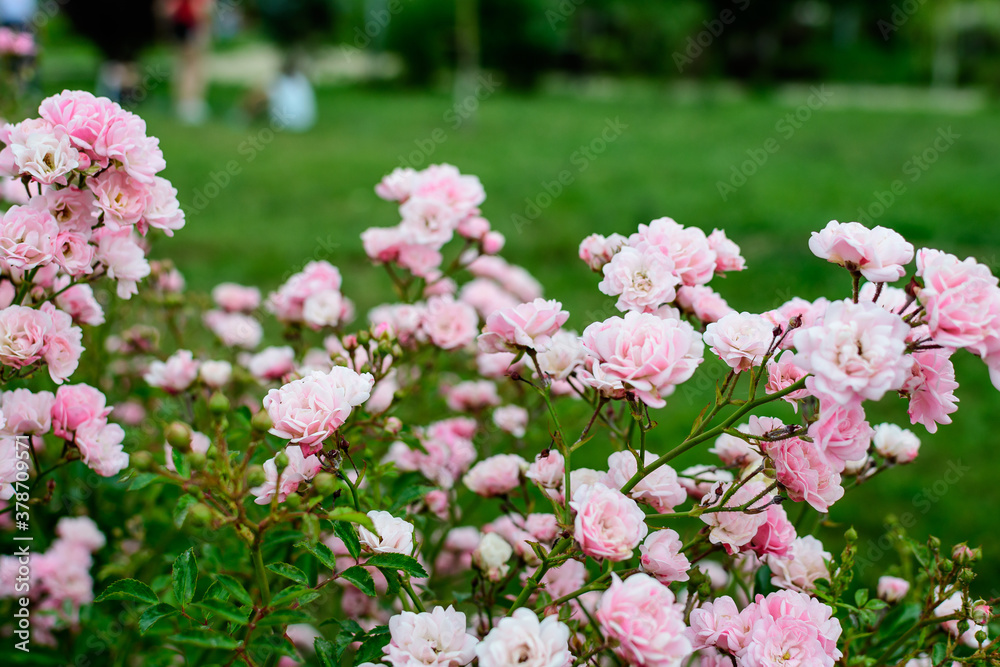 Large green bush with fresh vivid pink roses, smaller blooms and green leaves in a garden in a sunny summer day, beautiful outdoor floral background photographed with soft focus. Large green bush with fresh vivid pink roses, smaller blooms and green leaves in a garden in a sunny summer day, beautiful outdoor floral background photographed with soft focus.
