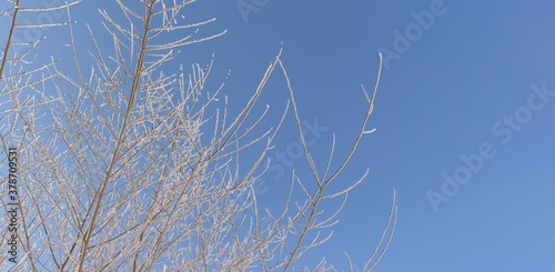 Branches of the tree are covered with frosty frost. Snow crystals. Background - blue sky. Concept of the winter season  holiday Christmas  New Year.