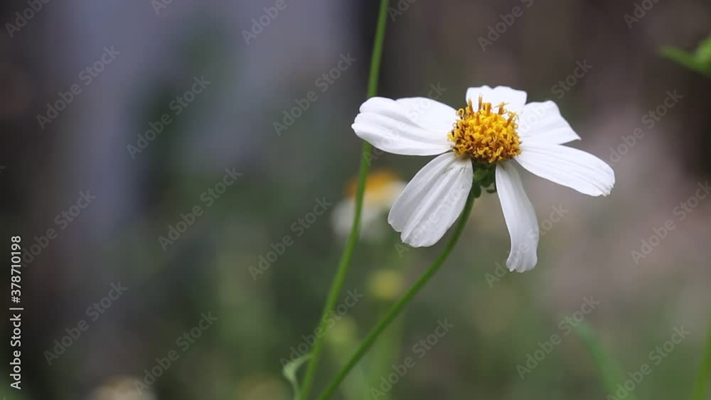 Bidens pilosa flower or white spanish needle macro blooming in garden nature outdoor background Bidens pilosa flower or white spanish needle macro blooming in garden nature outdoor background