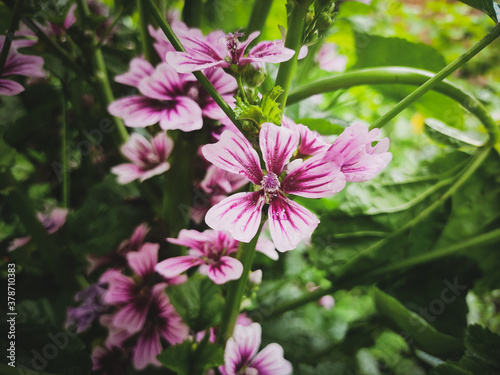 Cheese flower with leafs and petals and have beautiful dark and white background.