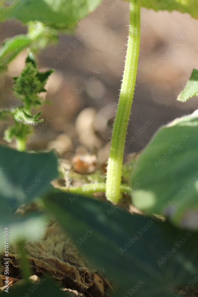 Cucumber | Concombre