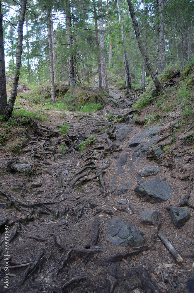 Forest on a summer day in Central Norway