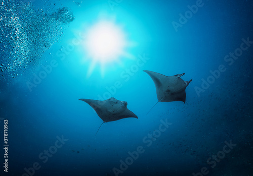 Two Manta Rays in the deep, blue sea crossing the sunlight in the Indian Ocean, Maldives © moofushi